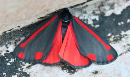 Réf. 325 309 : Tyria jacobaeae